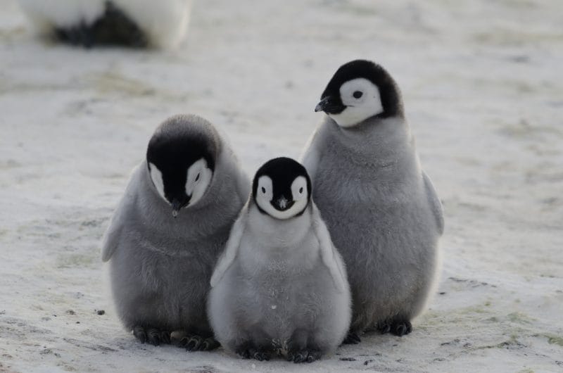 Link building for Lawyers: A step-by-step Guide 4 Google Penguin Update